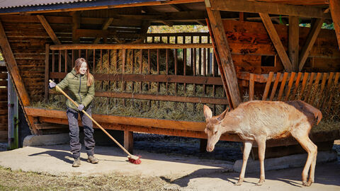 Reinigung des Geheges Person kehrt im Rotwildgehege