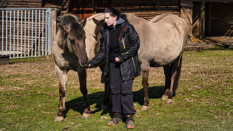 Pflege der Wildpferde Person füttert Wildpferde