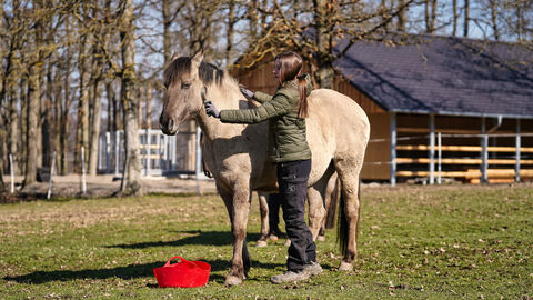 Die Wildpferde werden regelmäßig geputzt Person putzt Wildpferd