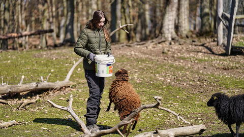 Fütterung im Schafsgehege Person füttert Schaf