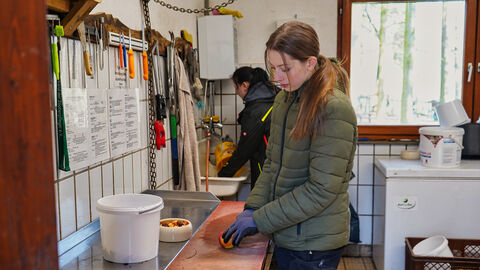 Zubereitung des Futters in der Futterkammer Person schneidet Gemüse klein