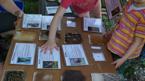 Tierfelle liegen mit einer Beschreibung auf einem Tisch