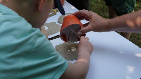 Kind gießt Gipsabdruck eines Wildkatzen-Pfotenabdrucks