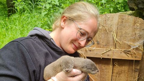 Eine Person hält zwei kleine Otterbabys in der Hand.