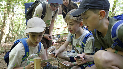 Kinder untersuchen mit einer Lupe einen Holzpflock, an dem Haare einer Wildkatze kleben