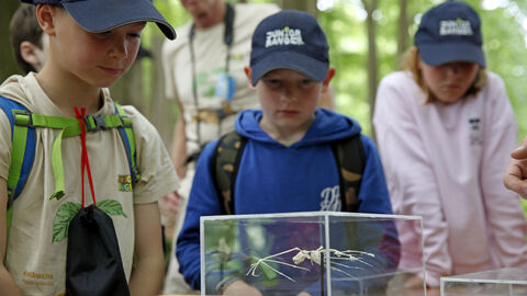 Mehrere Kinder betrachten das Skelett einer Fledermaus