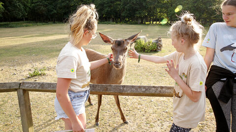 Kinder streicheln einen Rothirsch