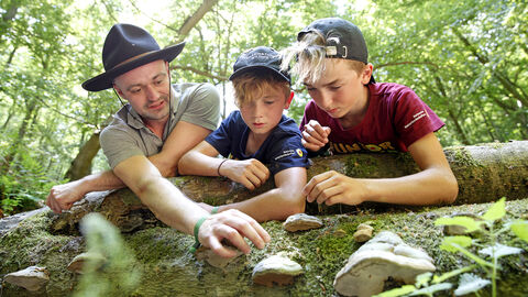 Ein Ranger zeigt zwei Kindern einen Pilz an einem Baumstamm