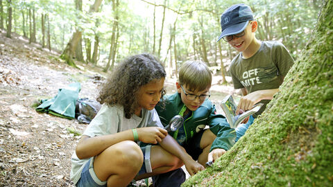 Drei Kinder untersuchen mit einer Lupe einen Baumstamm