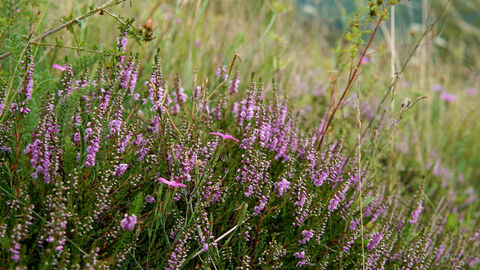 Blühendes Heidekraut