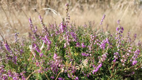 Heidekraut mit Blüte