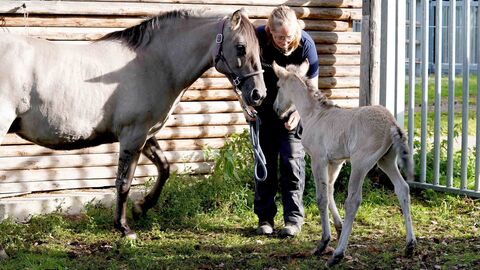 Eine Frau steht mit einem Pferd und einem Fohlen auf einer Wiese.