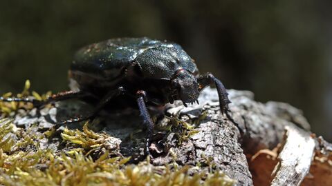 Bild von einem Eremit (Käfer)