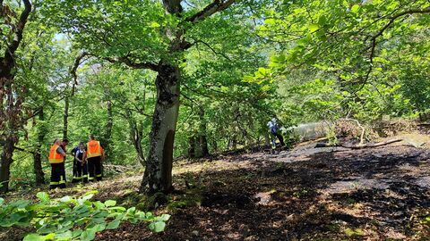 Teil eines verbrannten Waldes mit Menschen im Hintergrund, die Warnwesten tragen. 