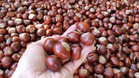 Hand hält mehrere Kastanien