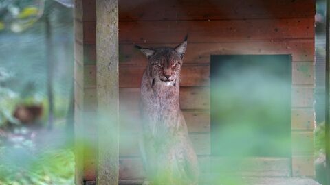 Portraitfoto eines Luchses