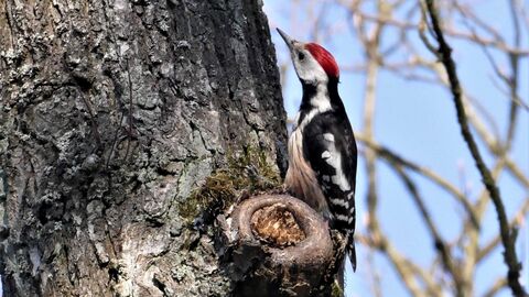 Ein Specht sitzt an einem Baumstamm