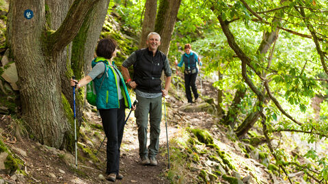 Drei Personen wandern auf dem Urwaldsteig Edersee