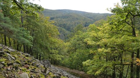Seit 20 Jahren: Im Nationalpark Kellerwald-Edersee darf die Natur Natur sein und sich nach ihren eigenen Gesetzen entwickeln. Zum Auftakt des Jubiläumsjahres blickt Achim Frede als Ideengeber und federführender Aufbauleiter des Nationalparks in seinem hybriden Vortrag am Donnerstag, 14. März, ab 19:30 Uhr zurück auf die bewegte Geschichte des Schutzgebiets.   Bildautor: Achim Frede Schluchtwald mit Geröllhalde