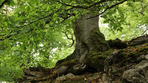 Großer Baum wurzelt tief in einen steilen Hang