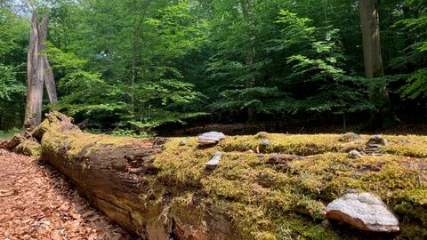 Wald mit altem, umgefallenen Baumstamm, an dem Pilze wachsen.