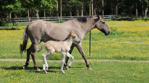 Stute mit Fohlen