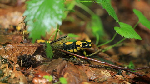 Feuersalamander krabbelt auf Waldboden