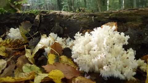 Bild eines Fruchtkörpers des Ästigen Stachelbarts