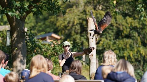 Falknerin lässt Greifvogel vor Publikum von ihrer Faust starten