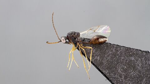 Bild von einer Wespe