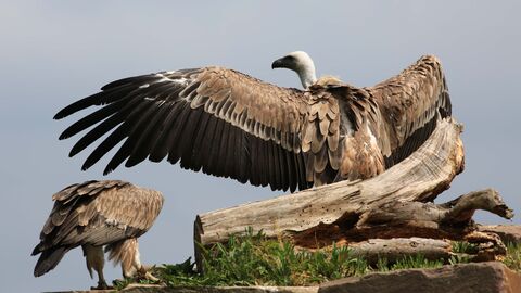 Geier breitet seine Schwingen aus