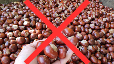 Sammlung von Kastanien