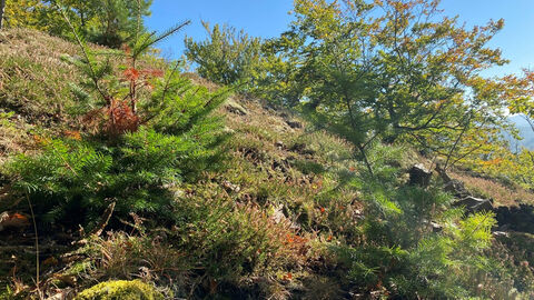 Waldumbau im Nationalpark: Die aus Nordamerika stammende Douglasie fühlt sich an den warmen Hanglagen des Edersees so wohl, dass sie die heimische Baumartenzusammensetzung gefährdet. Die Nationalparkverwaltung entnimmt derzeit die gebietsfremde Baumart an mehreren Standorten im Erweiterungsgebiet, um die natürliche Waldentwicklung zu fördern. Kleine Douglasien wachsen am Steilhang am Edersee