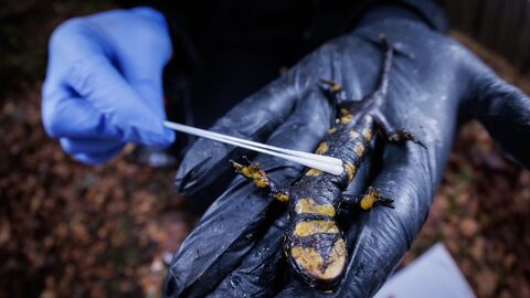 Beprobung eines toten Feuersalamanders