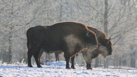 Wisente stehen im Winterwald