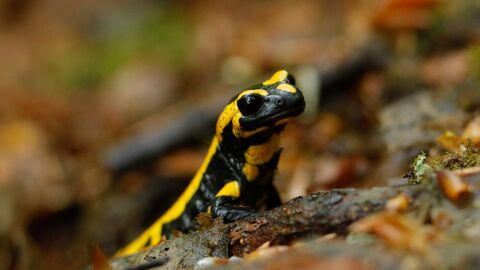 Feuersalamander läuft auf Waldboden
