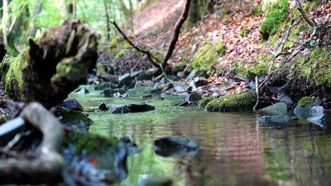 Bachbett im Nationalpark