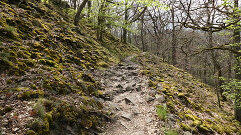 Lindenberg Wandersteig im Nationalpark Kellerwald-Edersee