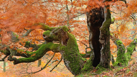Alter Baum mit bizarrer Wuchsform