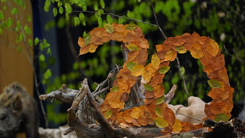 Zahl zwanzig aus Buchenlaub