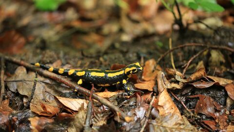 Stark bedroht: Der tödliche Hautpilz „Bsal“ gefährdet den Feuersalamander und andere heimische Schwanzlurcharten stark. In seinem Vortrag klärt Prof. Dr. Hans-Peter Ziemek die Frage, ob der Feuersalamander noch zu retten ist und welche Schutzmaßnahmen greifen können. Feuersalamander auf Waldboden