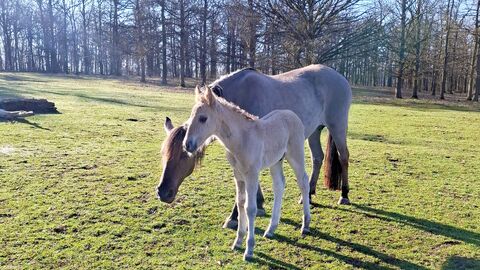 Fohlen mit seiner Mutter