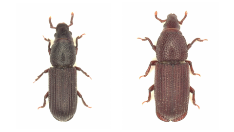 Plastischer und Breitkrempiger Baumhöhlenrüssler