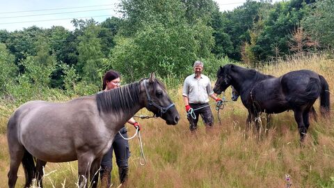 Zwei Exmoor-Ponys und eine Sorraia-Stute beweiden eine Stromtrasse