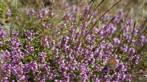 Blühende Heide mit Bläuling Auf dem von der Sonne angestrahlten, blühenden Heidekraut sitzt ein Bläuling (Feuerfalter).