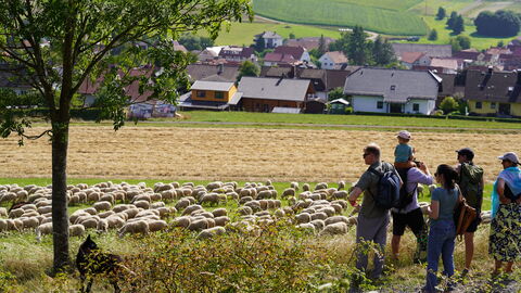 Die Schafherde ist gerade auf dem frischen Grün angekommen Eine Gurppe Menschen steht am sonnigen Hang und blickt auf einer Schafherde auf der Wiese, weiter unten am Hand liegt das Dorf