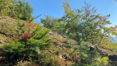 Douglasie am Steilhang