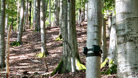 Audiologger im Wald