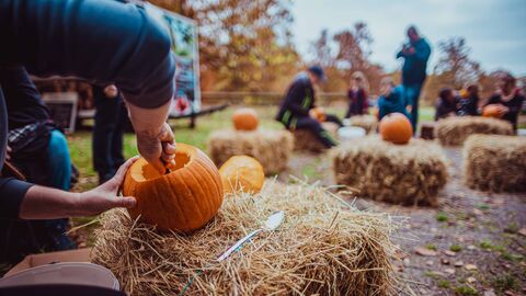 Kürbisse werden geschnitzt