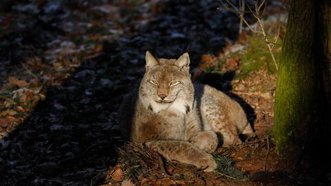 Luchs liegt auf dem Boden
